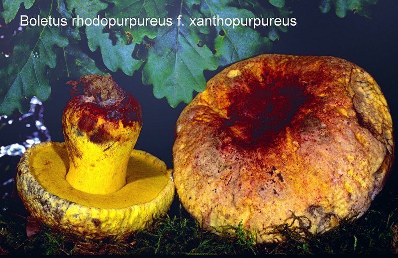 Imperator rhodopurpureus f.xanthopurpureus-amf356.jpg - Imperator rhodopurpureus f.xanthopurpureus ; Nom français: Bolet vieux rose Forme jaune